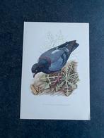 20 prenten vogels 16,5x24 cm uitzoeken 1,25 p.st, Ophalen of Verzenden, Natuur en Biologie