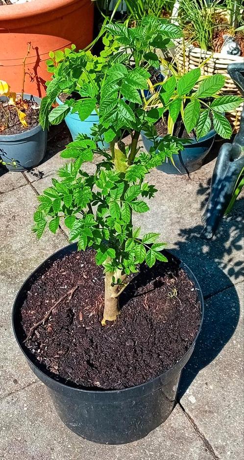 Es Fraxinus excelsior, Tuin en Terras, Planten | Bomen, Ophalen
