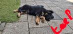 Oud duitse herder pups, Dieren en Toebehoren, Honden | Herdershonden en Veedrijvers, 8 tot 15 weken, Meerdere, Meerdere dieren