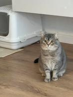Dekkater, Dieren en Toebehoren, Katten en Kittens | Raskatten | Korthaar, Kater