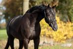 Prachtige merrie van nacho x haarlem, Dieren en Toebehoren, Paarden, Merrie, Dressuurpaard, 3 tot 6 jaar, Onbeleerd