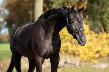 Prachtige merrie van nacho x haarlem beschikbaar voor biedingen