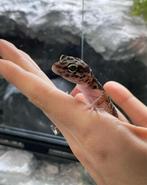 Luipaard gekko blacknight x mack snow man, Dieren en Toebehoren, Overige soorten, Tam, 0 tot 2 jaar