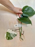 Monstera Albo stek met wortels en nieuwe uitloper, Overige soorten, Minder dan 100 cm, Groene kamerplant, Halfschaduw