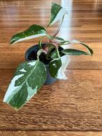 Mooie philondendron white princess plant 4, Huis en Inrichting, Kamerplanten, Ophalen of Verzenden