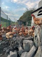 Oude legkippen, Dieren en Toebehoren, Pluimvee, Vrouwelijk, Kip