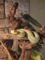 Atheris squamigera., Dieren en Toebehoren, Slang, 0 tot 2 jaar
