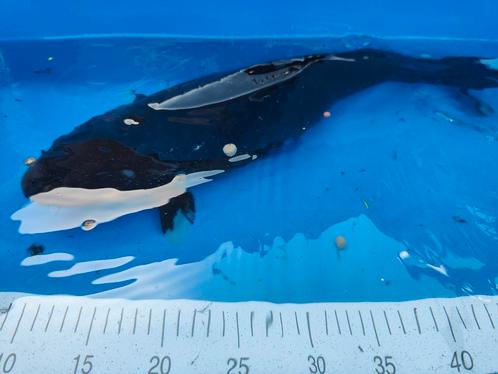 Mooie zwarte koi, Dieren en Toebehoren, Vissen | Vijvervissen, Karper of Koi