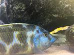 Malawi chiclide nimbochromis venustus +-15-20 cm, Dieren en Toebehoren, Vis