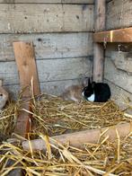 5 kleine jonge konijntjes, Dieren en Toebehoren, Konijnen, Vrouwelijk