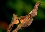 Phyllocrania Paradoxa | Ghost Mantis | Bidsprinkhaan, Dieren en Toebehoren, Insecten en Spinnen, Sprinkhaan of Krekel