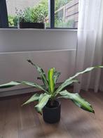 Dracena, Huis en Inrichting, Ophalen, Overige soorten, Minder dan 100 cm