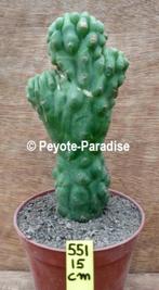 Unieke San Pedro Cactus monstervormen - pachanoi monstrosus, Verzenden, Overige soorten, In pot, Minder dan 100 cm