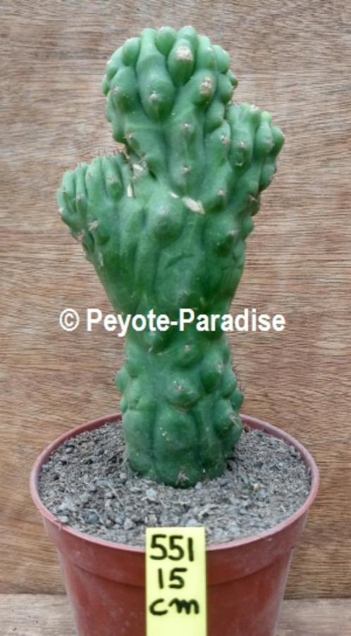 Unieke San Pedro Cactus monstervormen - pachanoi monstrosus, Huis en Inrichting, Kamerplanten, Overige soorten, Minder dan 100 cm