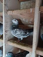 Ooievaar doffer 2025, Mannelijk, Postduif