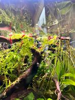 Rode garnalen, Dieren en Toebehoren, Kreeft, Krab of Garnaal