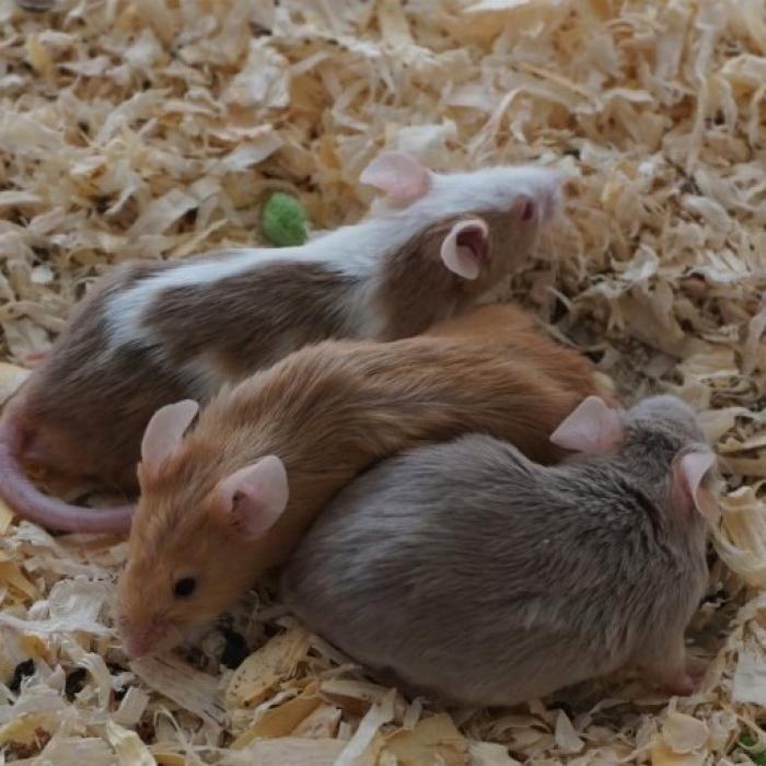 Muizen te koop, Dieren en Toebehoren, Knaagdieren, Meerdere dieren, Augustus