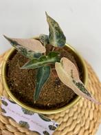 Alocasia Bambino Aurea Variegata #3, Huis en Inrichting, Kamerplanten, Ophalen of Verzenden, Overige soorten, Minder dan 100 cm