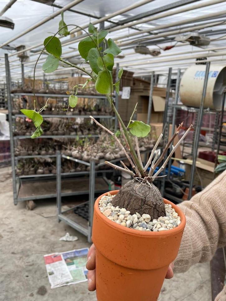 Caudex Dioscorea Elephantipes in de 12cm terracottapot., Huis en Inrichting, Kamerplanten, Overige soorten, Minder dan 100 cm