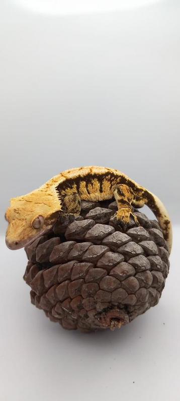 Wimpergekko mannen te koop beschikbaar voor biedingen