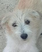 5 schattige pupjes op zoek naar baasjes, Dieren en Toebehoren, Honden | Niet-rashonden, Particulier, Rabiës (hondsdolheid), 15 weken tot 1 jaar