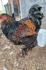 Koppel Brahma groot, Dieren en Toebehoren, Pluimvee, Meerdere dieren, Kip
