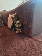 Yorkshire Terriër mini, Dieren en Toebehoren, Honden | Jack Russells en Terriërs, Yorkshire Terriër, Particulier, Rabiës (hondsdolheid)