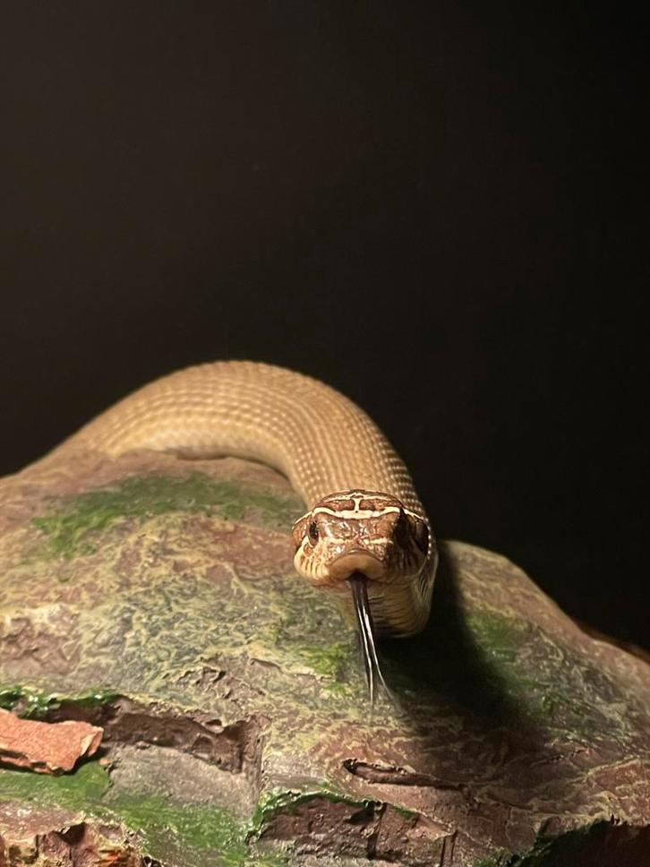 Haakneus Heterodon Nasicus 1.0