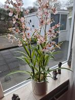 Mooie kersen bloesem, Ophalen of Verzenden, Volle zon, Overige soorten, Minder dan 100 cm