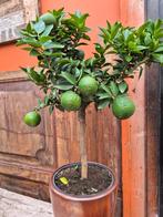 CITRUS CHINOTTO MANDARINE p19 (2), Huis en Inrichting, Kamerplanten, Ophalen of Verzenden, Halfschaduw, Minder dan 100 cm