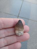 Globidens Mosasaurus tand uit Marokko dinosaurus fossiel, Verzamelen, Mineralen en Fossielen, Ophalen of Verzenden, Fossiel