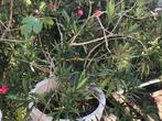 Oleander, Ophalen of Verzenden, Zomer, Vaste plant, Volle zon