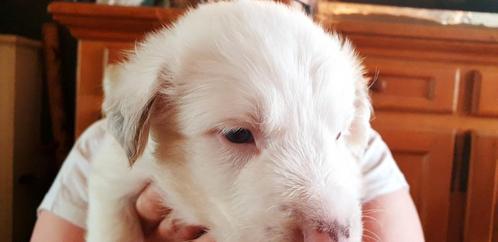 BorderCollie, Dieren en Toebehoren, Honden | Chihuahua's en Gezelschapshonden, Meerdere dieren, Overige rassen, Particulier, Meerdere