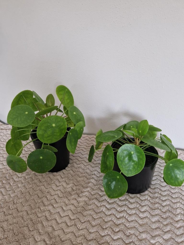 Pannenkoekenplant - Pilea Peperomioides, Huis en Inrichting, Kamerplanten, Ophalen, Overige soorten, Halfschaduw, In pot
