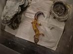 luipaardgekko's, Dieren en Toebehoren, Reptielen en Amfibieën, Hagedis, 0 tot 2 jaar