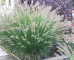 Pennisetum Hameln (lampepoetsersgras) div. maten pot, Ophalen, Zomer, Overige soorten, Volle zon
