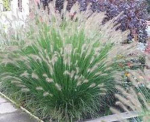 Pennisetum Hameln (lampepoetsersgras) div. maten pot, Tuin en Terras, Planten | Tuinplanten, Overige soorten, Volle zon, Zomer