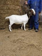 te koop boergeit stella, Dieren en Toebehoren, Vrouwelijk, Geit, 0 tot 2 jaar