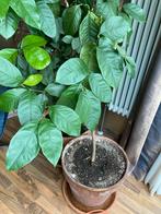 Limoenboompje met vruchten, Ophalen, Fruitplant, Halfschaduw, In pot