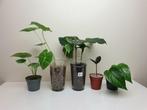 Set baby kamerplantjes, zamioculcas raven, alocasia, Huis en Inrichting, Kamerplanten, Overige soorten, In pot, Minder dan 100 cm