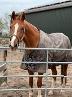 Verzorgster gezocht voor lieve ruin., Dieren en Toebehoren, Ophalen of Verzenden
