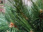 Twee kunstkerstboompjes á 60 cm voor binnen én buiten, Ophalen, Nieuw