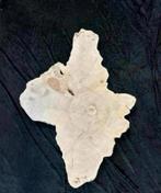 Boomstam salontafel blad, Huis en Inrichting, Tafels | Sidetables, Ophalen of Verzenden