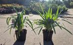Agaphantus Africanus, Volle zon, Vaste plant, Zomer, Ophalen
