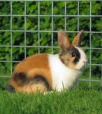 Schattige jonge dwerg konijntjes mogen het nestje verlaten, Meerdere dieren, Dwerg, 0 tot 2 jaar