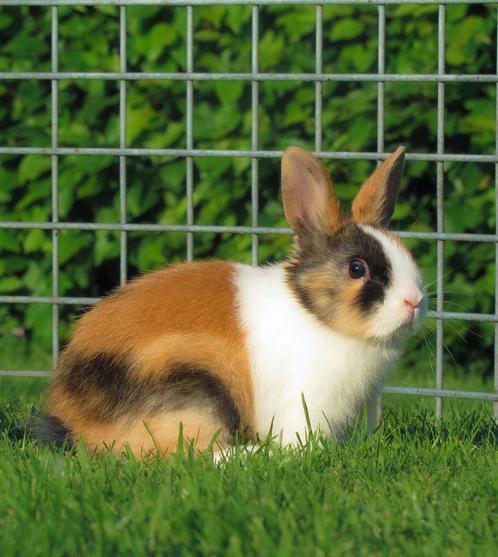 Schattige jonge dwerg konijntjes mogen het nestje verlaten, Dieren en Toebehoren, Konijnen, Dwerg, Meerdere dieren, 0 tot 2 jaar