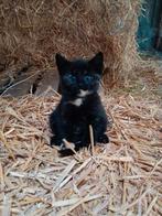 Schattige boerderij kittens, Dieren en Toebehoren, Katten en Kittens | Overige Katten