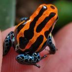 Ranitomeya uit eigen kwekerij, ruime keus, Amfibie, 0 tot 2 jaar