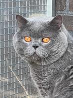 blauw Brits korthaar kater, Dieren en Toebehoren, Katten en Kittens | Raskatten | Korthaar, Kater, Gechipt, 3 tot 5 jaar