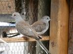 diamantduifjes, Dieren en Toebehoren, Vogels | Overige Vogels, Geslacht onbekend, Tropenvogel